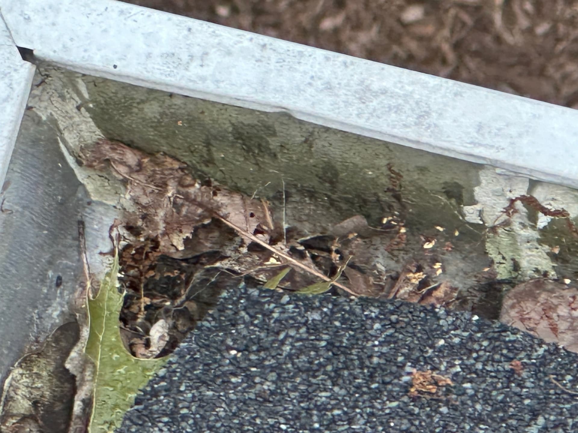Effective Gutter Cleaning Prevents Water Damage
