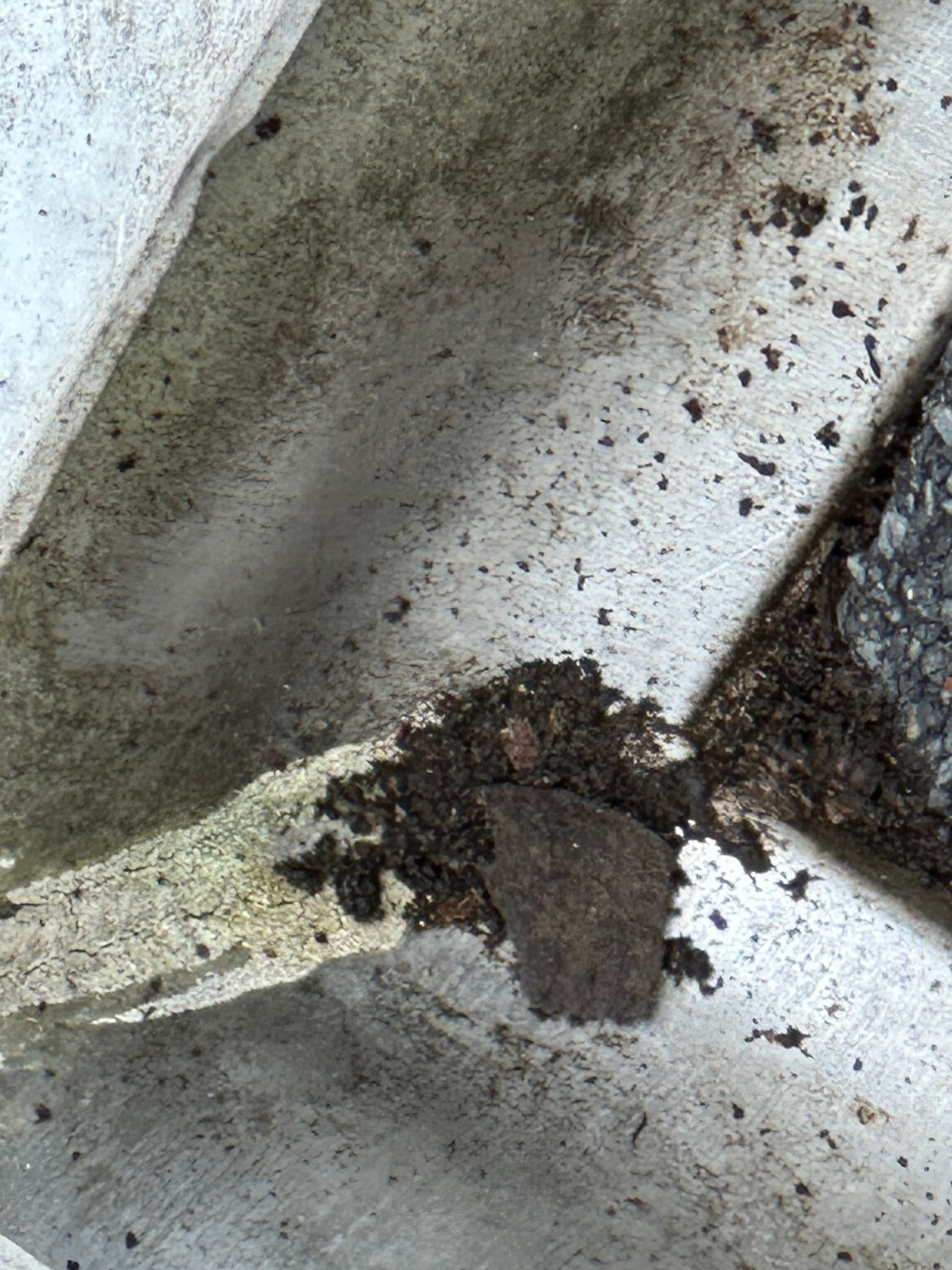 Effective Gutter Cleaning Prevents Water Damage